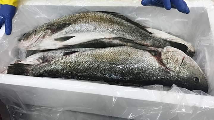 European Seabass CORVINA 5000-8000